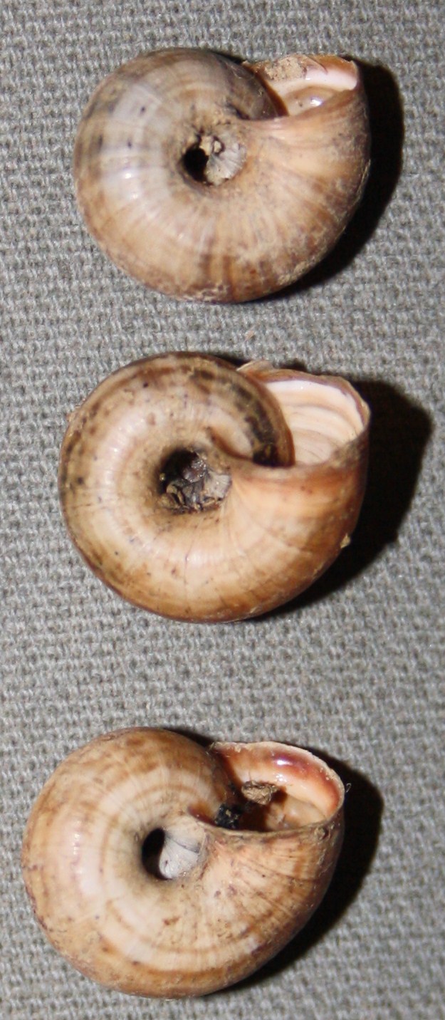 Monacha cartusiana e Cernuella cf. neglecta